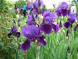 Iris Bearded Purple 2